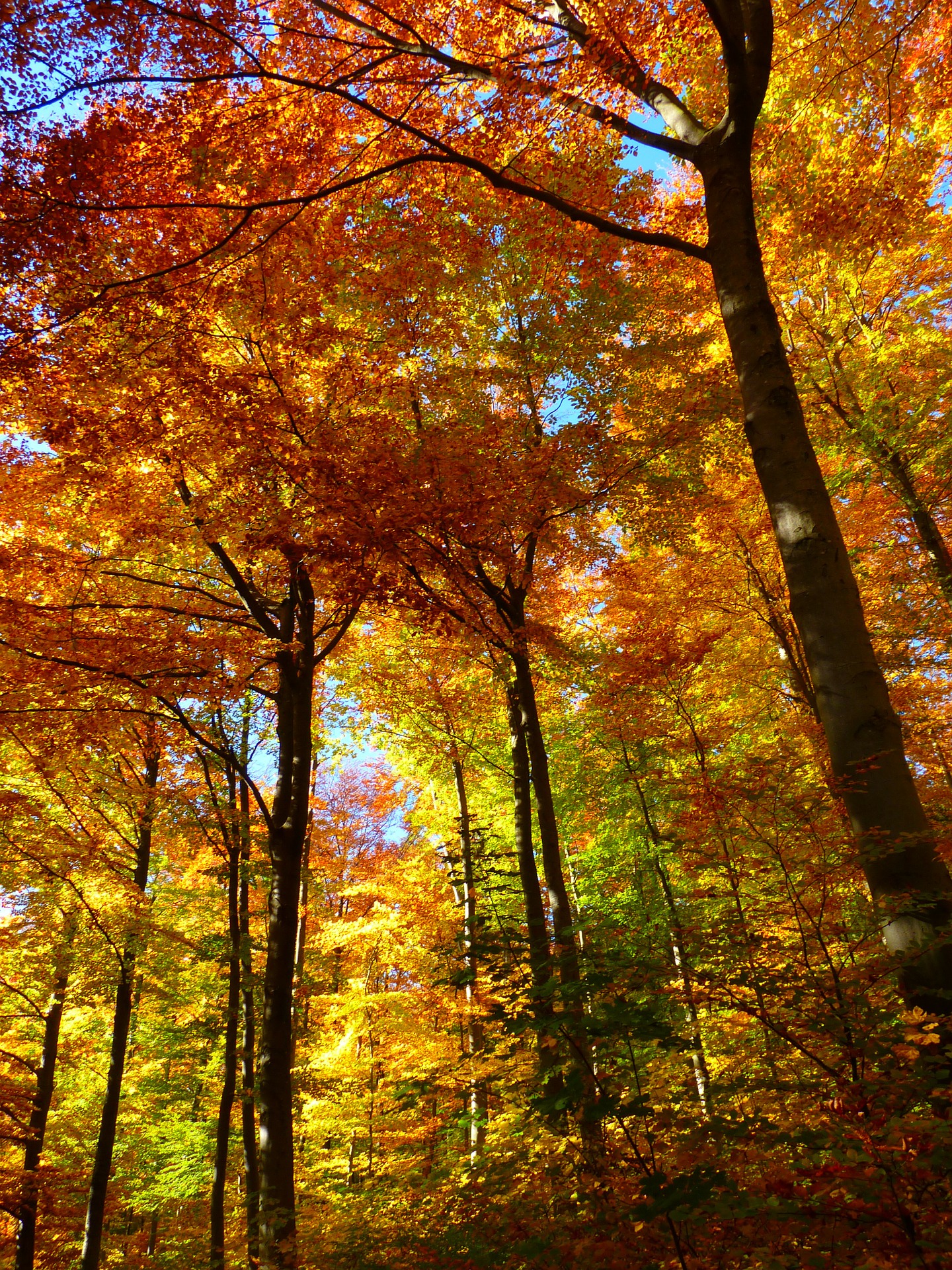 autumn fall leaves trees