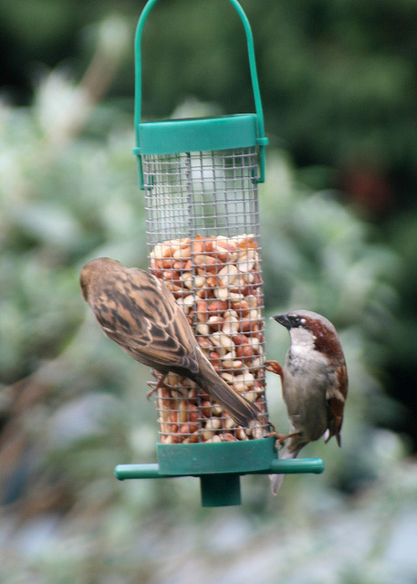 bird feeder