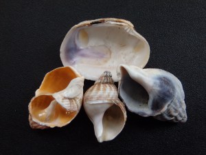 broken shells
