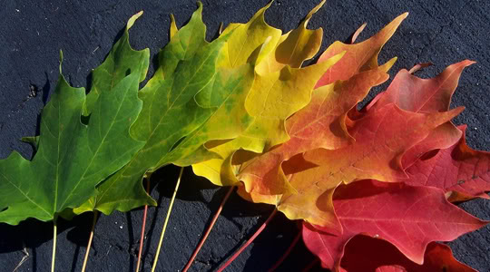 colourful leaves