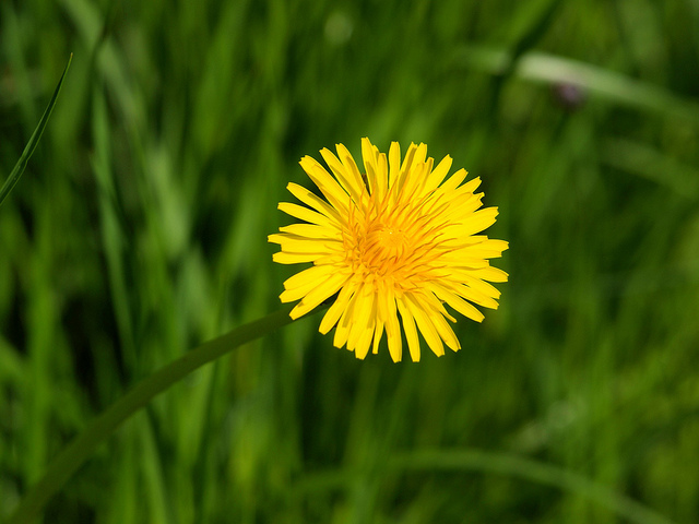 dandelion