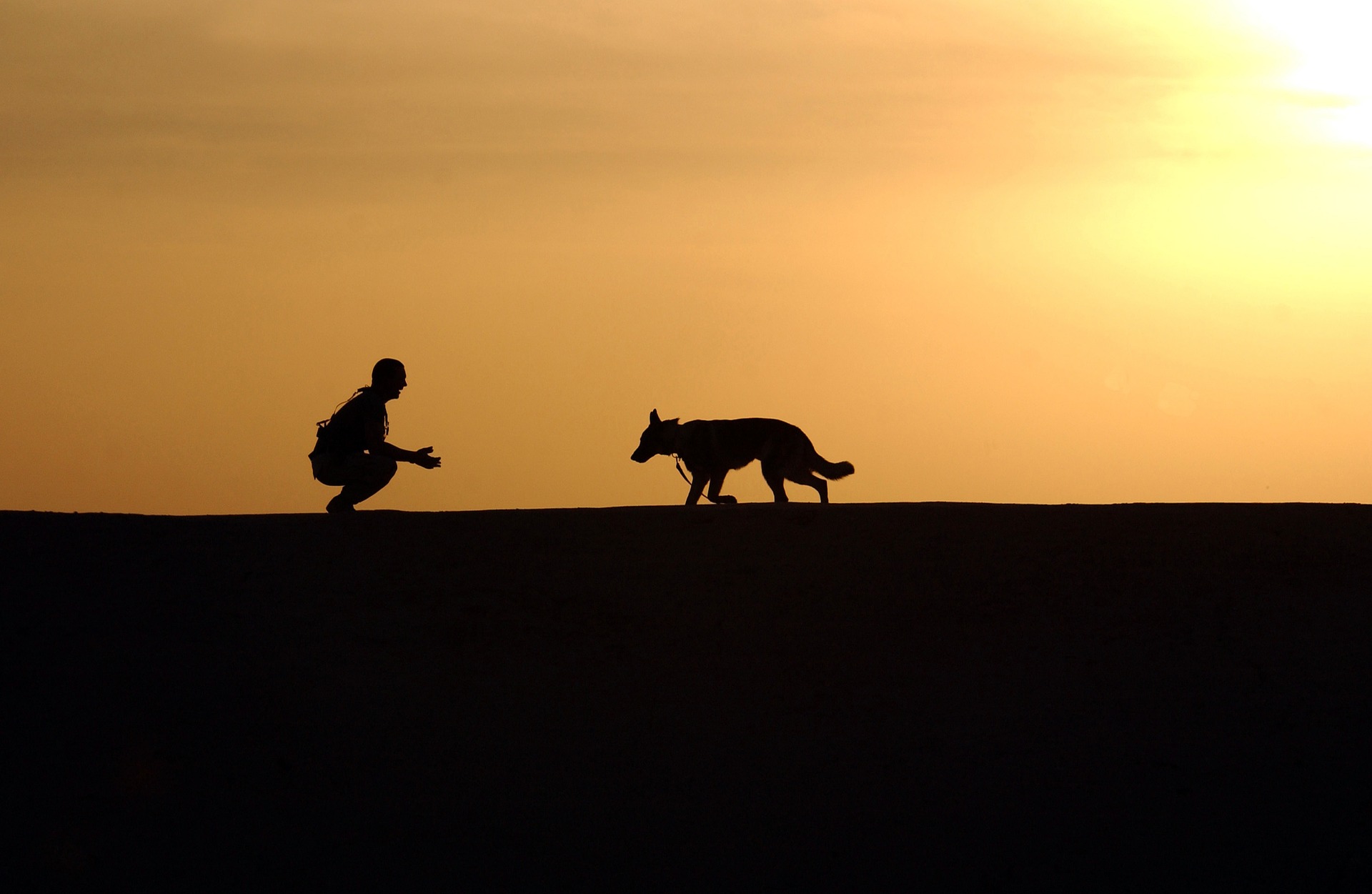 dog silhouette