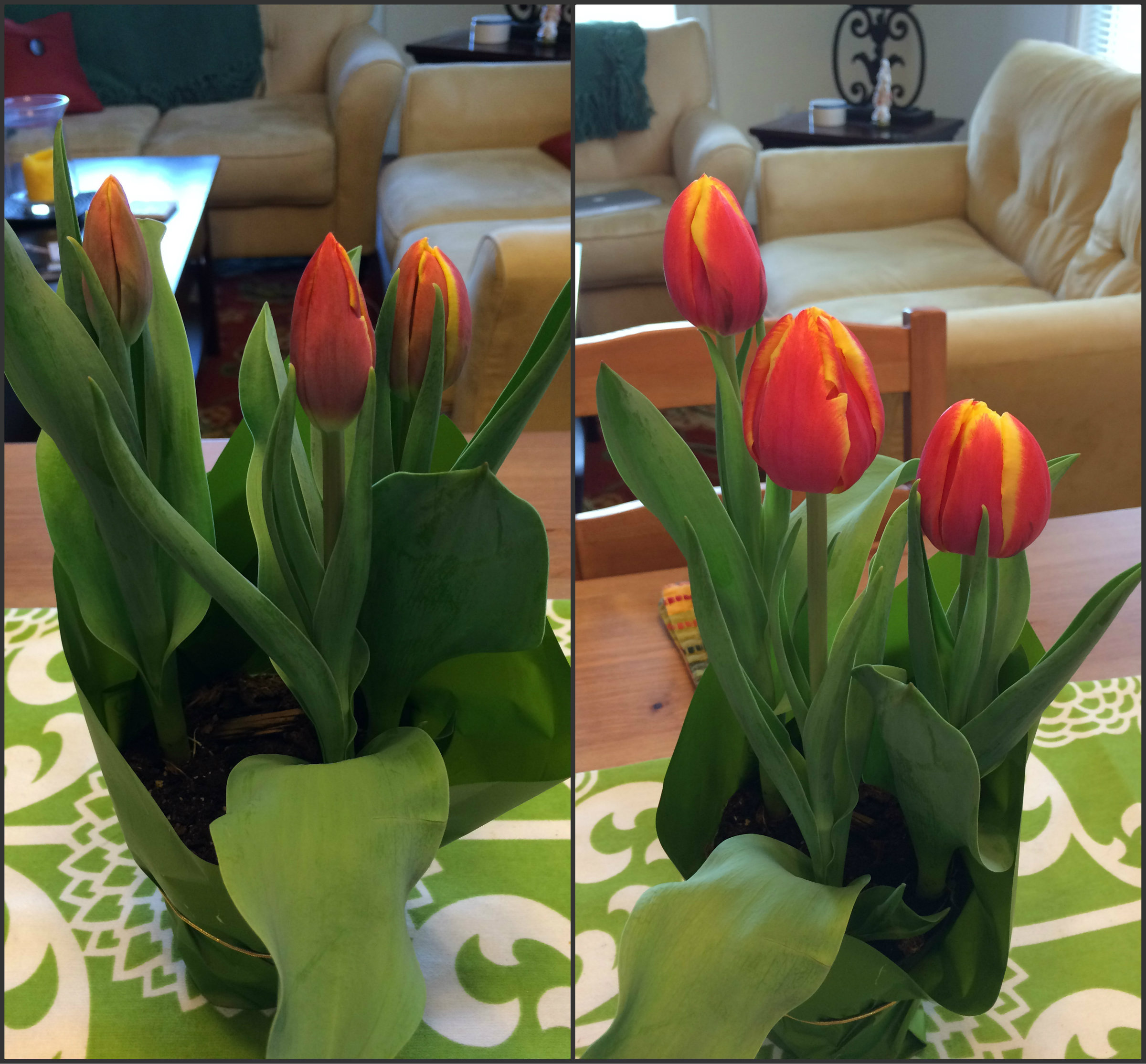 Growing tulips