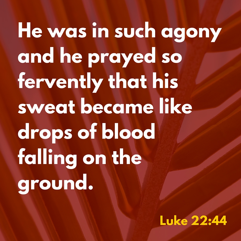 He was in such agony and he prayed so fervently that his sweat became like drops of bloodfalling on the ground.