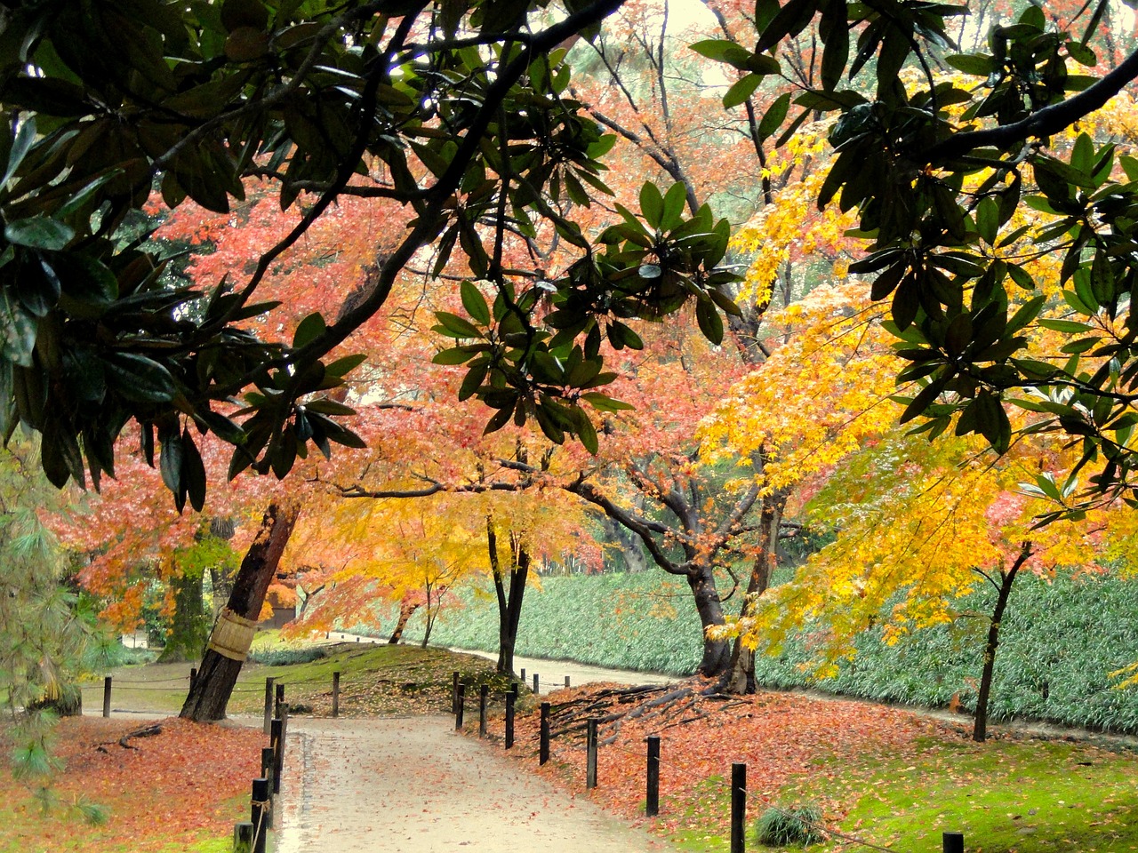 japanese park autumn