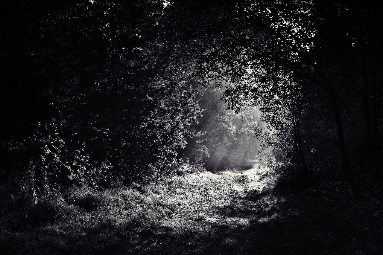 path through woods dark