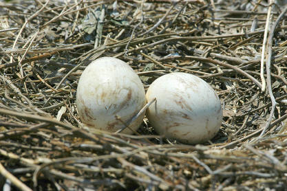 pelican eggs