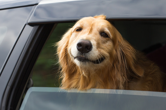 purebred golden retriever dog