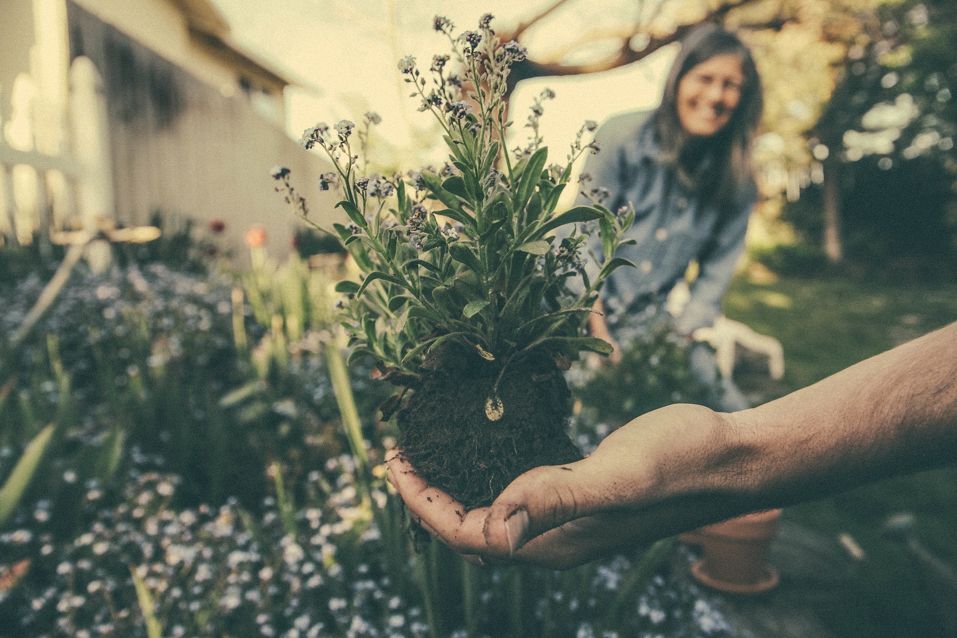 plant in hand