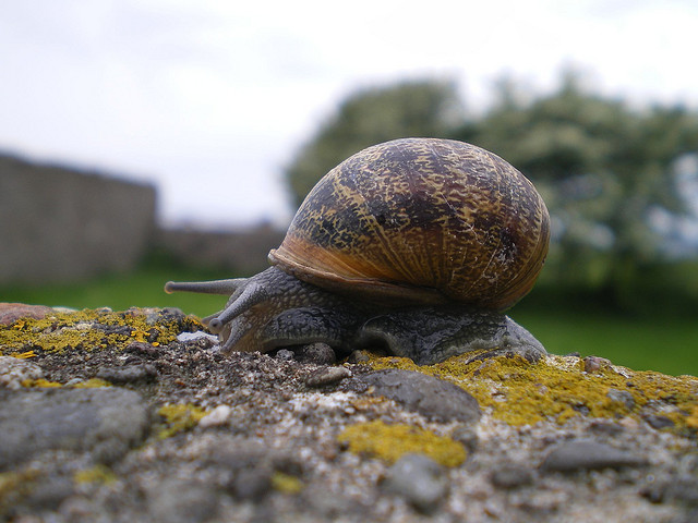 snail