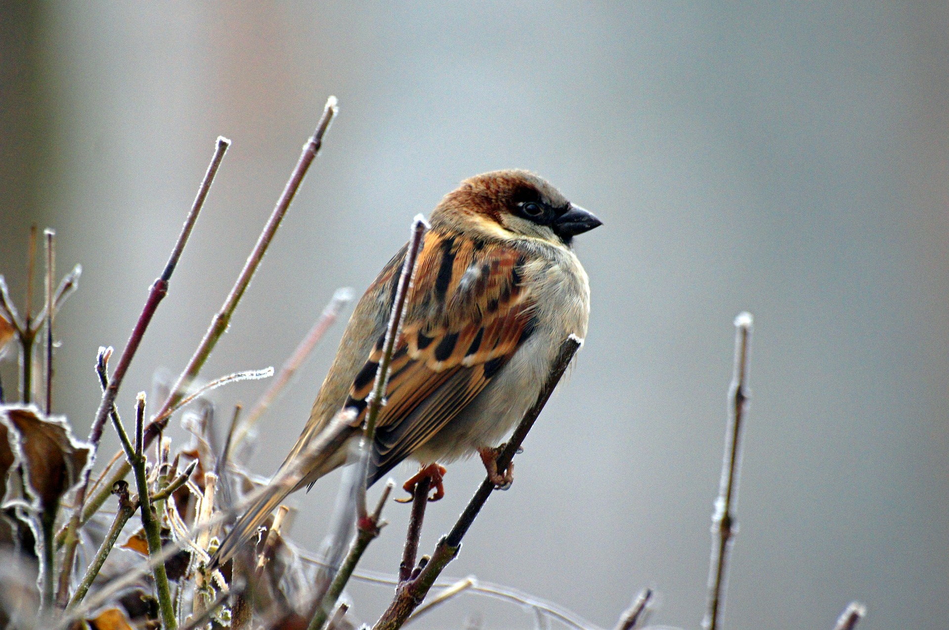 sparrow