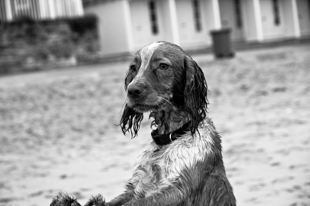 wet cocker spaniel