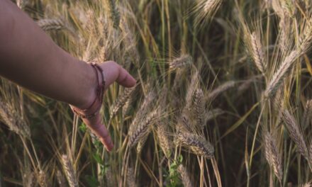 The Weeds and the Wheat: Mindfulness and Non-Resistance